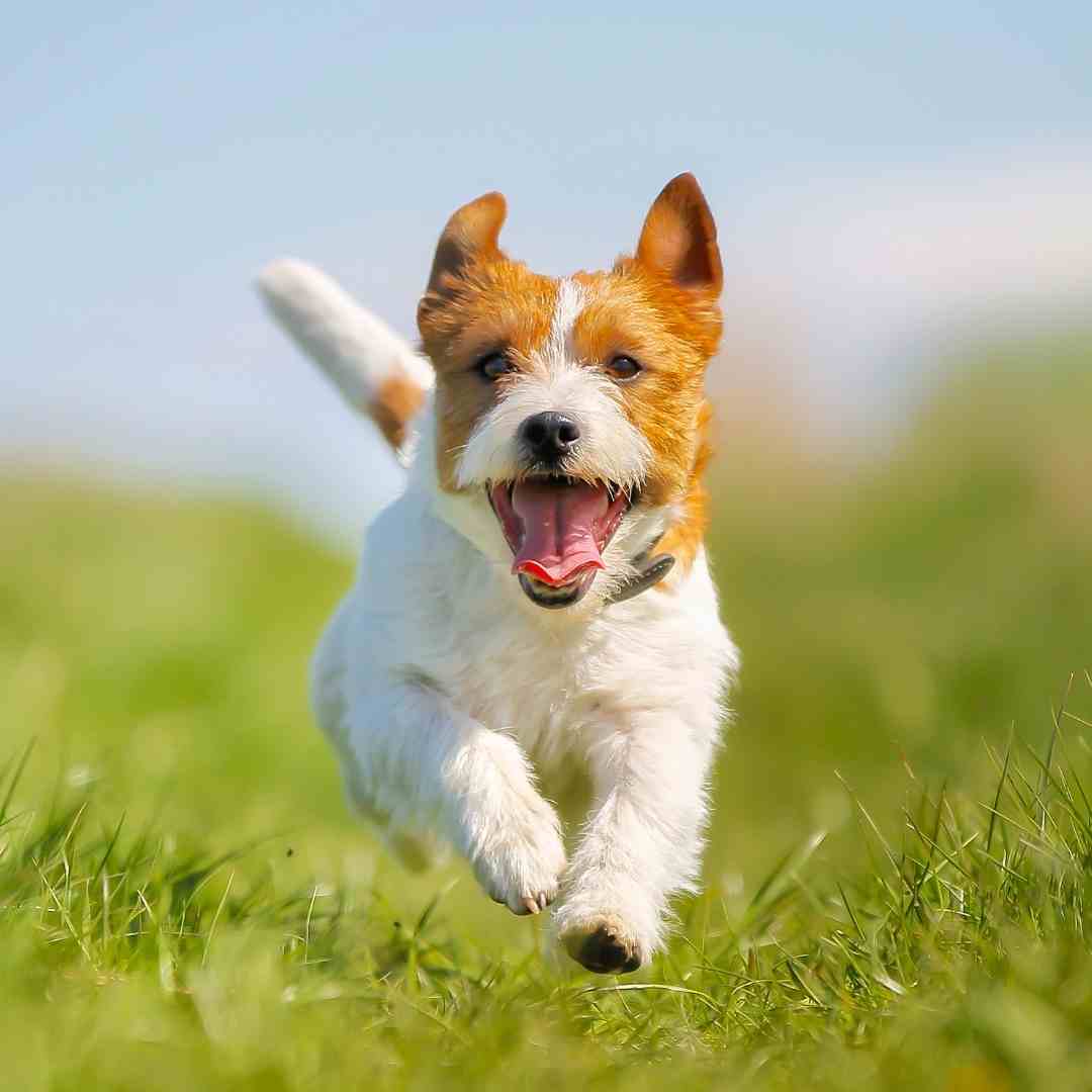 Dog jumping through grass.