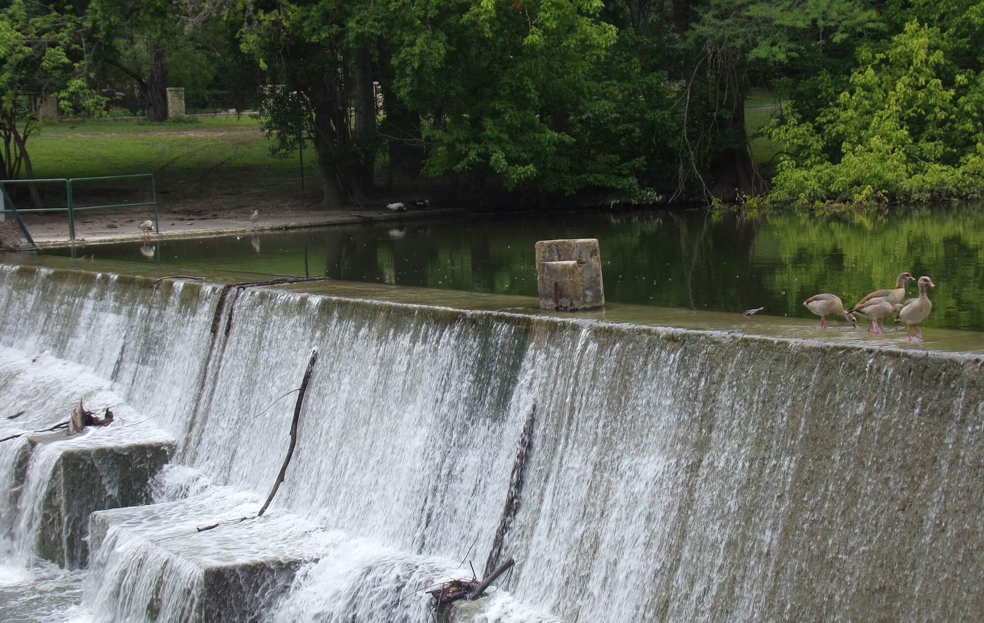 A river's short waterfall with ducks all around and green trees hanging above.