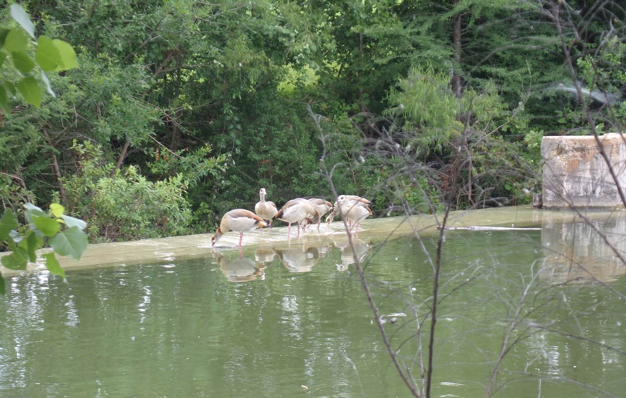 Ducks gather on a river in Boerne, Texas.